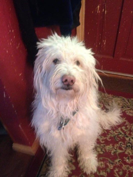 Mollie Doodle